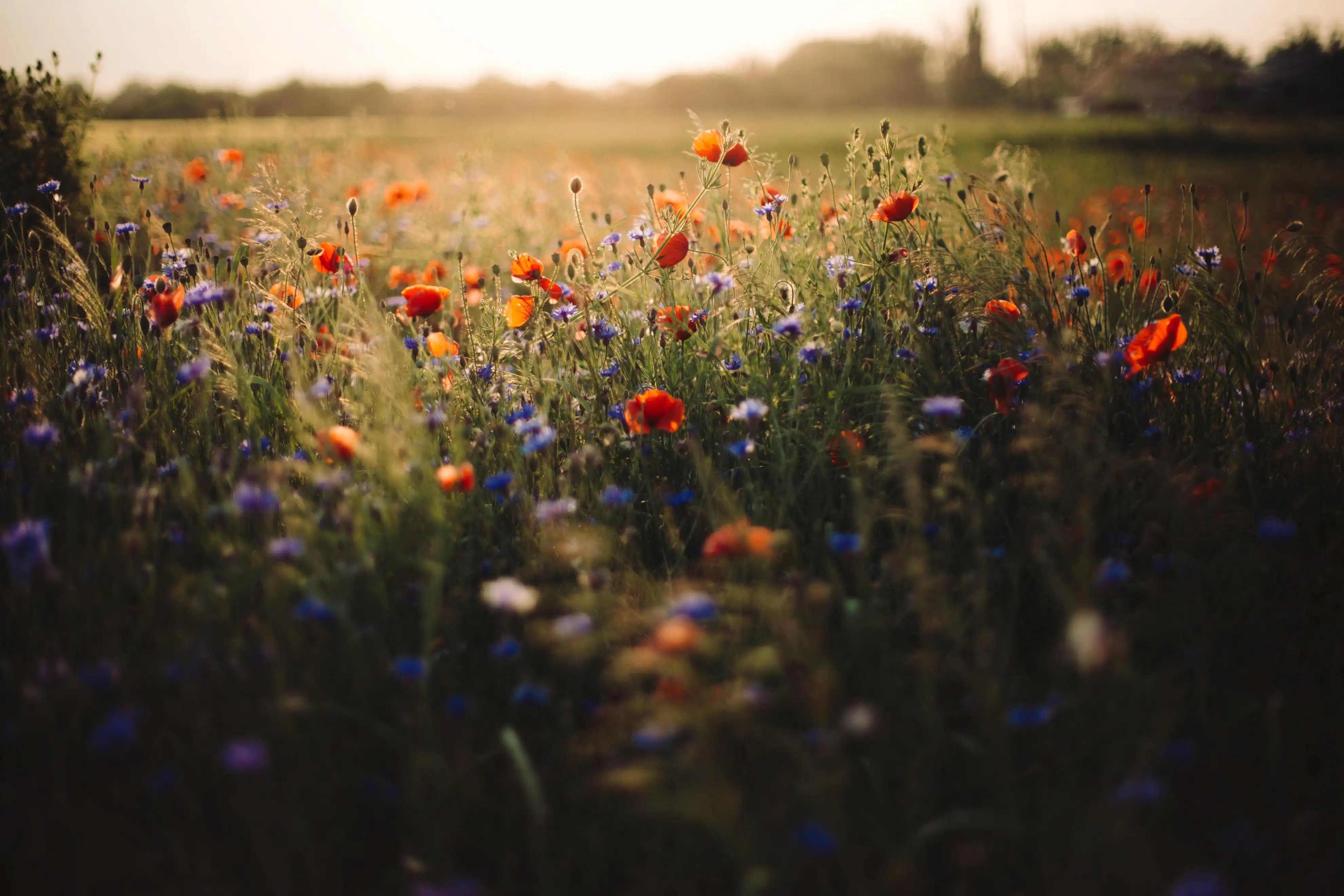 Eine Wiese mit leuchtend orangefarbenen Mohnblumen und blauen Kornblumen steht in voller Blüte im sanften Licht der untergehenden Sonne.
