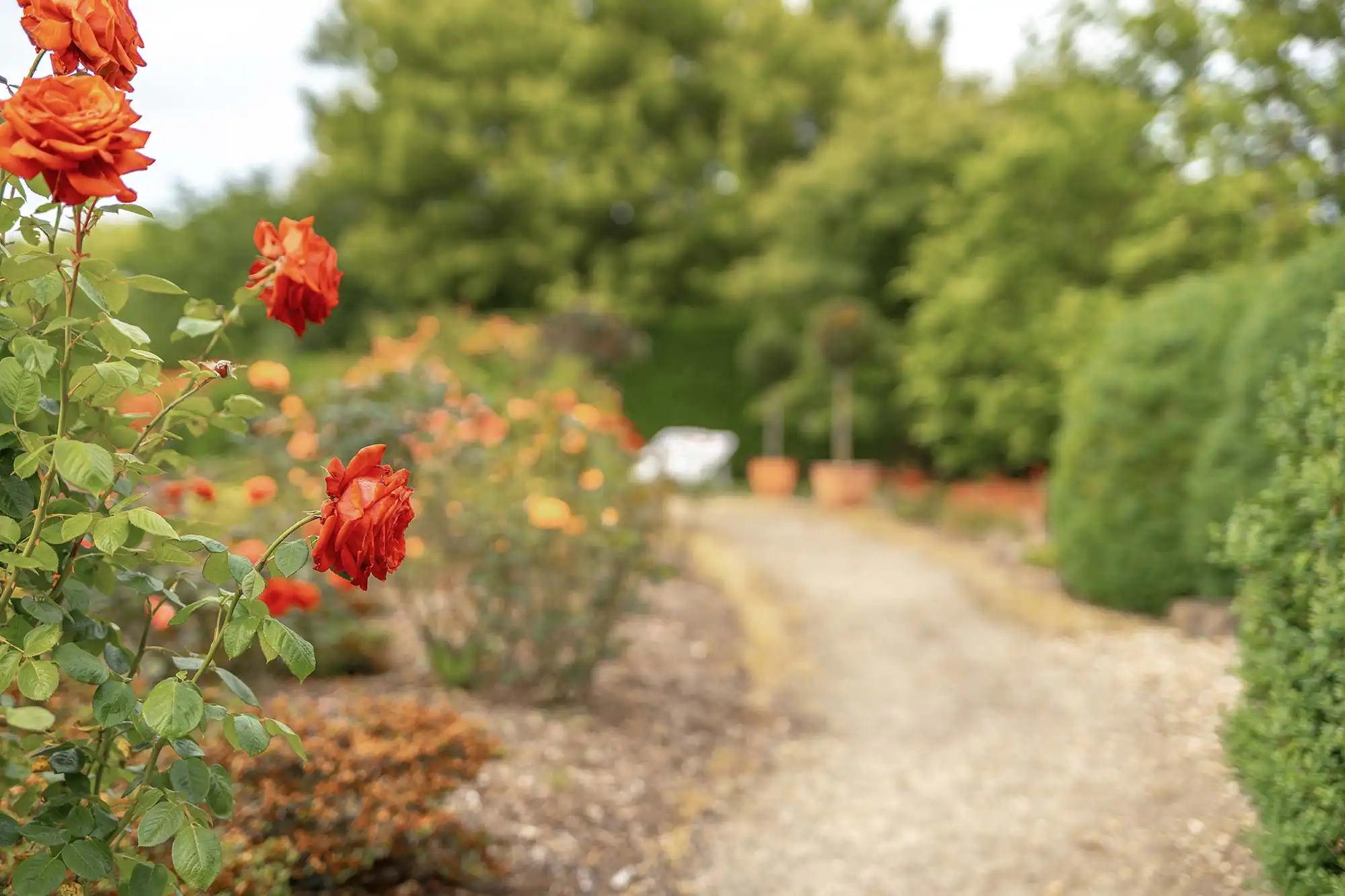 Privatklinik Merbeck – im Grünen zur Ruhe finden Leuchtend orange Rosen blühen neben einem Kiesweg in einem üppigen Garten mit grünen Büschen und Bäumen, die eine ruhige Umgebung schaffen.