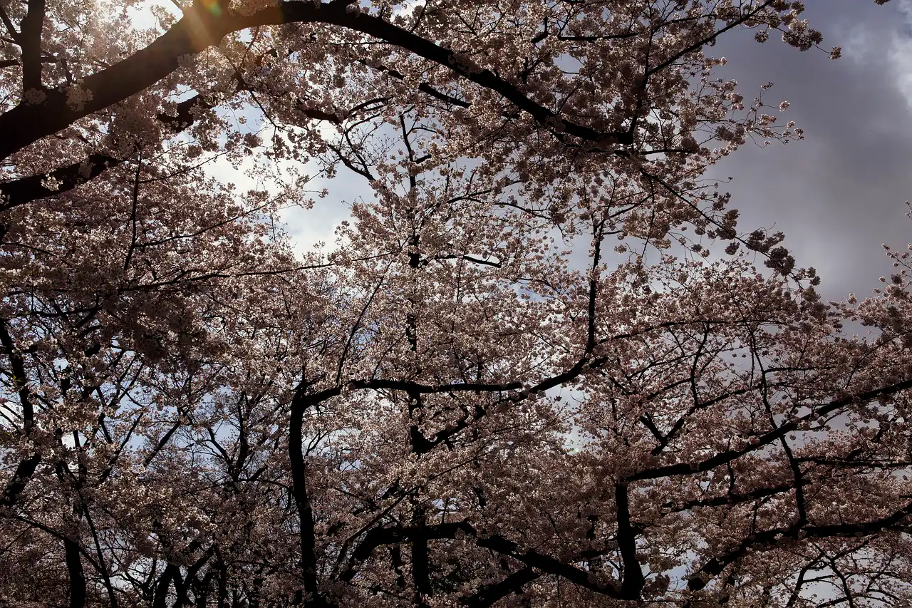 Äste blühender Kirschbäume breiten sich aus, Sonnenlicht strahlt durch die dichten, rosa Blüten in einem bewölkten Himmel.