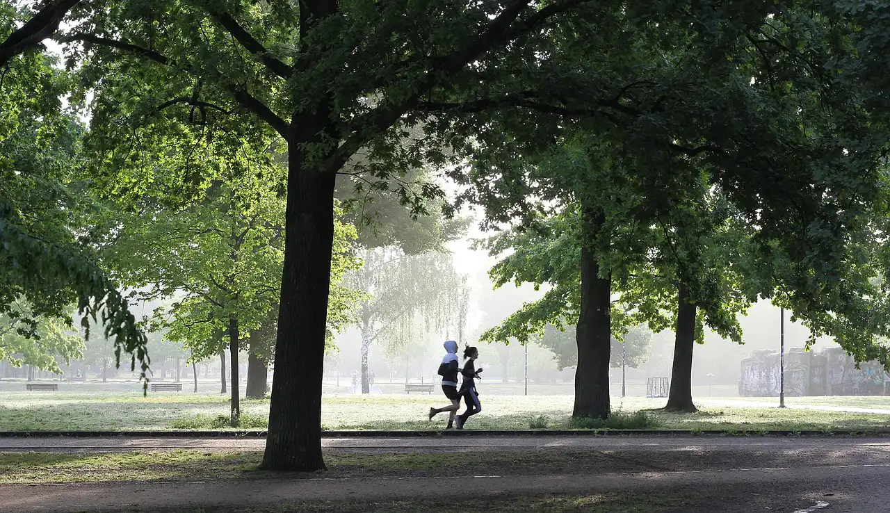 Zwei Personen joggen auf einem schattigen Weg in einem parkähnlichen Gebiet, umgeben von großen, grünen Bäumen und einer ruhigen Atmosphäre.