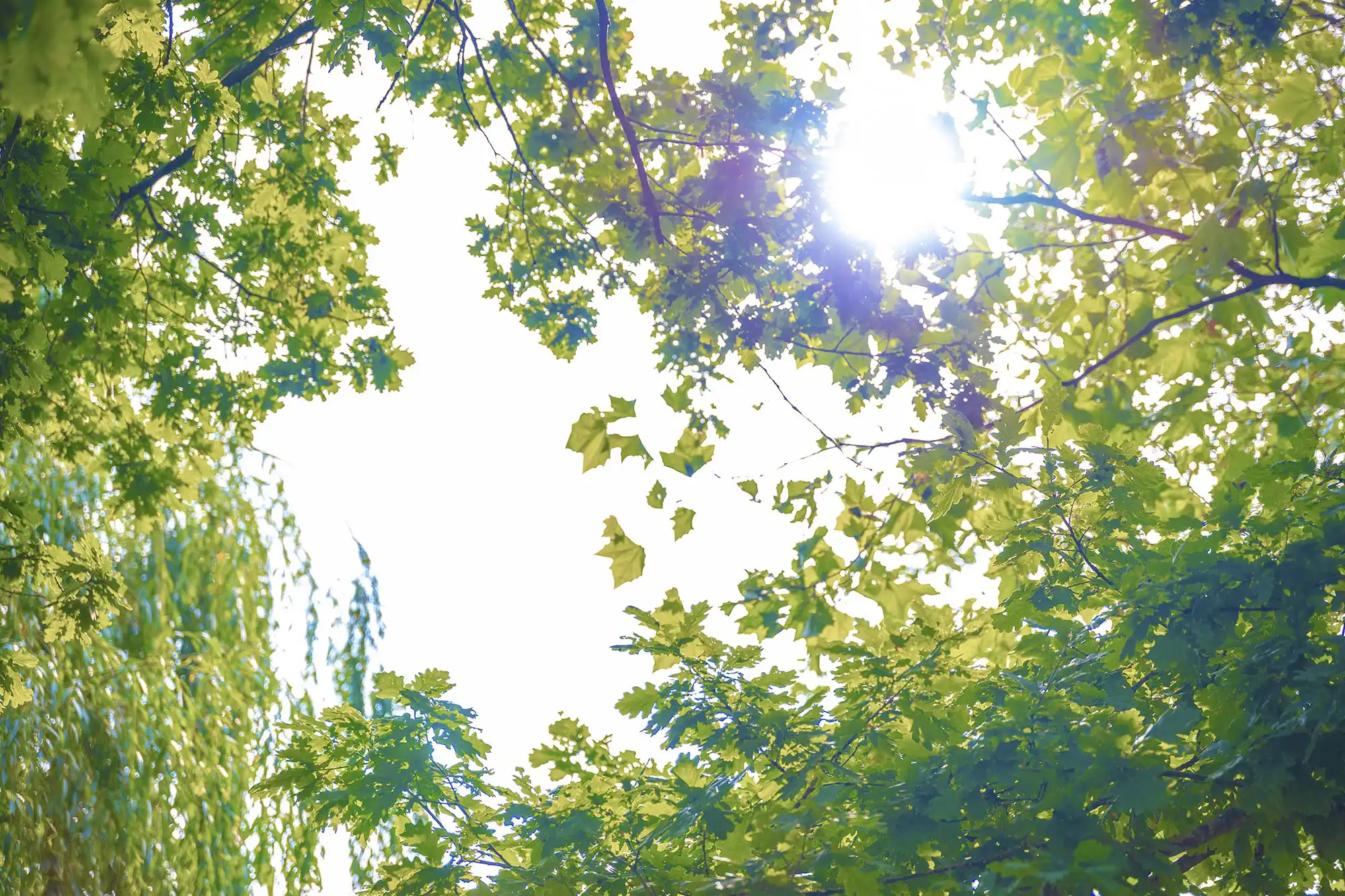 Sonnenlicht strahlt durch grüne Blätter von Bäumen, die sich gegen einen klaren, hellen Himmel abheben, was eine beruhigende Naturkulisse bietet.